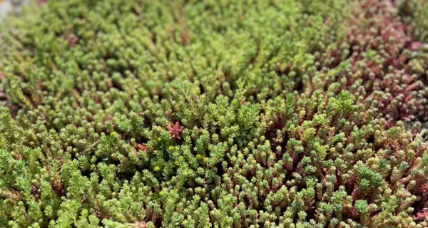 Sedumdach mit pflegearmer Pflanzengattung